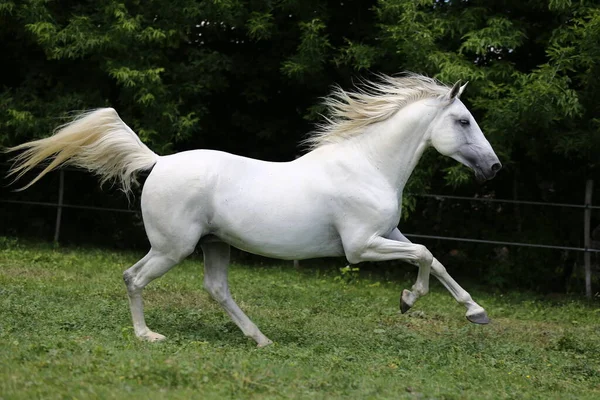 Caballo Andaluz Raza Pura Color Gris Con Melena Larga Galopando —  Fotos de Stock