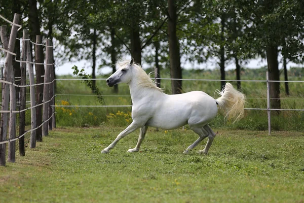 緑の牧草地を横切って長い男のギャロップとグレー色の純血アンダルシアの馬 — ストック写真