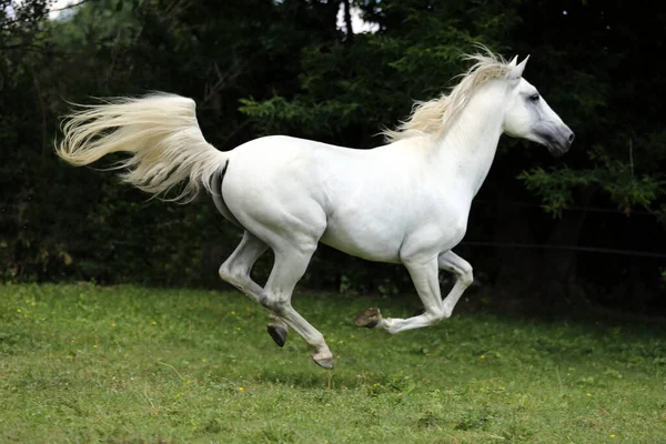 Cavalo Andaluz Raça Pura Cor Cinza Com Crina Longa Galopando — Fotografia de Stock