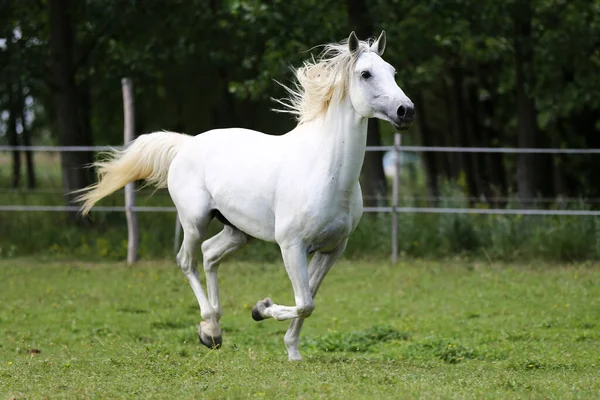 Grå Färgad Renrasig Andalusisk Häst Med Lång Mane Galopperande Över — Stockfoto