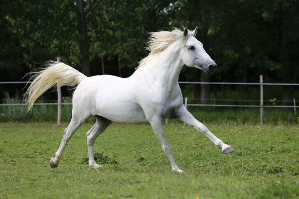 Grå Färgad Renrasig Andalusisk Häst Med Lång Mane Galopperande Över — Stockfoto