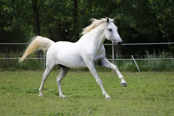 Caballo Andaluz Raza Pura Color Gris Con Melena Larga Galopando —  Fotos de Stock