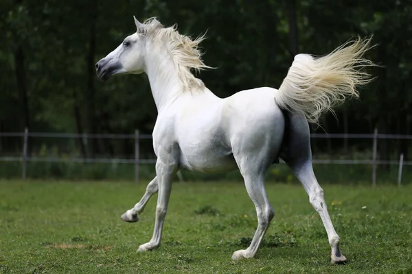 Grå Färgad Renrasig Andalusisk Häst Med Lång Mane Galopperande Över — Stockfoto
