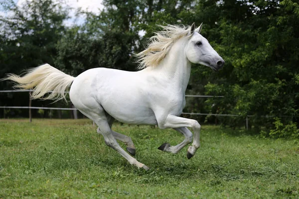 Grå Färgad Renrasig Andalusisk Häst Med Lång Mane Galopperande Över — Stockfoto