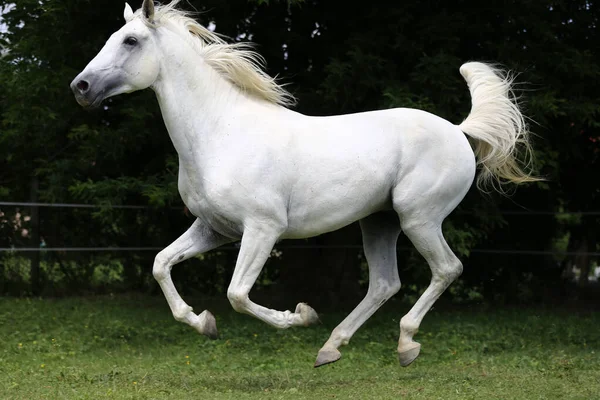 Grey Colored Purebred Andalusian Horse Long Mane Galloping Green Pasture — Stock Photo, Image