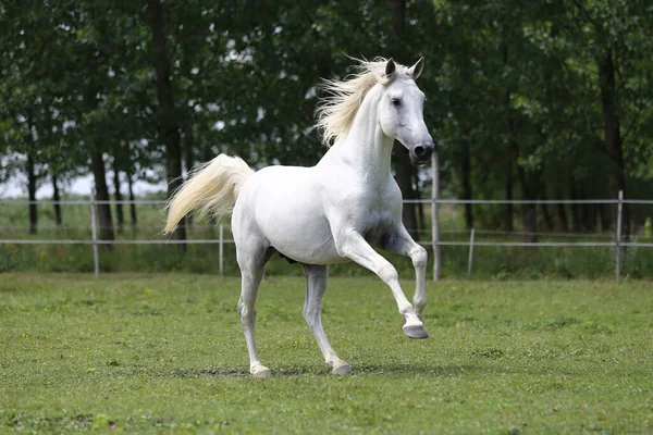 Graues Reinrassiges Andalusisches Pferd Mit Langer Mähne Galoppiert Über Grüne — Stockfoto