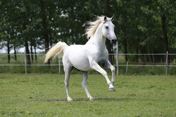 緑の牧草地を横切って長い男のギャロップとグレー色の純血アンダルシアの馬 — ストック写真