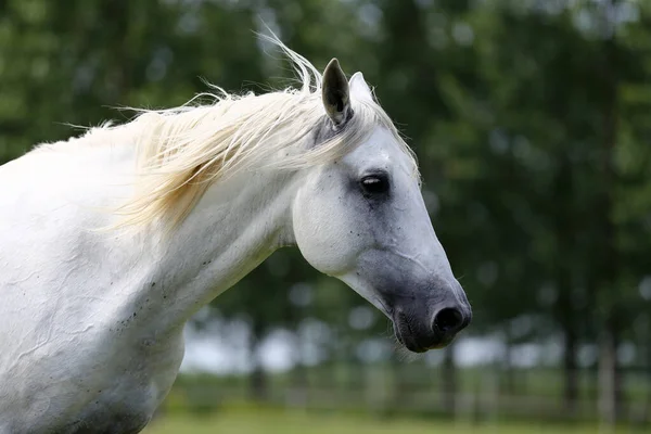Серый Породистый Андалузский Конь Длинной Гривой Скачущей Зеленому Пастбищу — стоковое фото