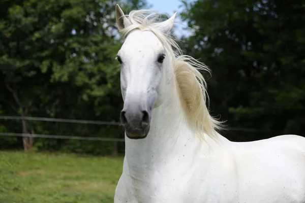 緑の牧草地を横切って長い男のギャロップとグレー色の純血アンダルシアの馬 — ストック写真