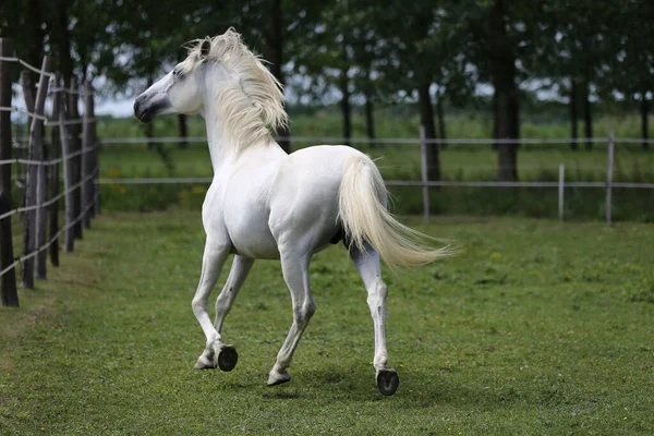 緑の牧草地を横切って長い男のギャロップとグレー色の純血アンダルシアの馬 — ストック写真