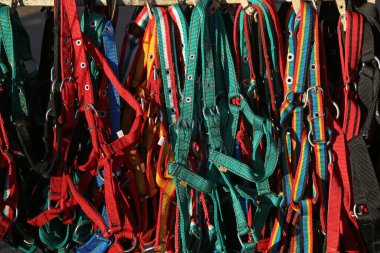 Binicilik sporları için çeşitli renkli aksesuarlar grubu