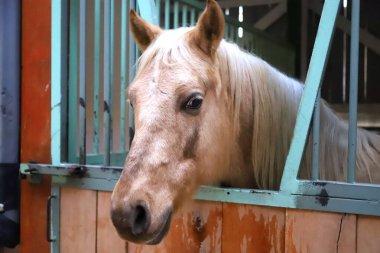 Ahırın kapısından bakan meraklı genç bir at. Safkan at ahırda duruyor.