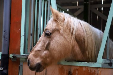 Ahırın kapısından bakan meraklı genç bir at. Safkan at ahırda duruyor.