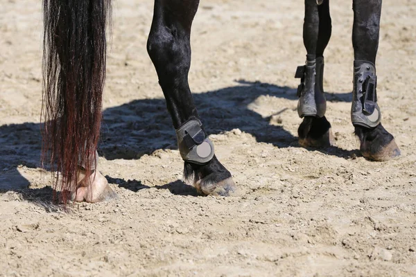 Close Van Hoeven Van Een Paard Racebaan Het Zand — Stockfoto