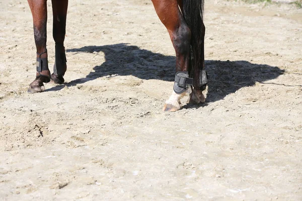 Primer Plano Los Cascos Caballo Pista Carreras Arena — Foto de Stock