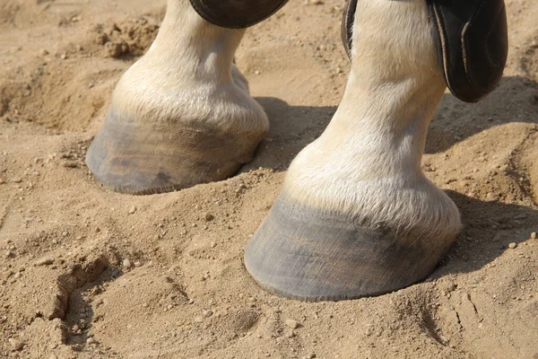 Close up of horse hooves and  legs in the arena