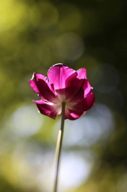 Soyut çeşitli bokeh modunda güzel lale çiçeği bahar duygusunu iletiyor