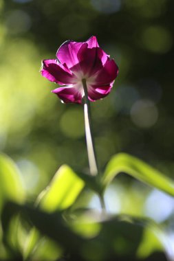 Çiçek açan güzel lale çiçeklerine yakın. İlkbaharda doğal yeşil arka planda.