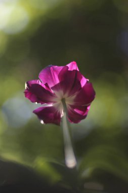Soyut çeşitli bokeh modunda güzel lale çiçeği bahar duygusunu iletiyor