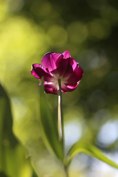 Schöne Tulpenblume Auf Den Abstrakten Verschiedenen Bokeh Modus Hintergrund Übertragen — Stockfoto