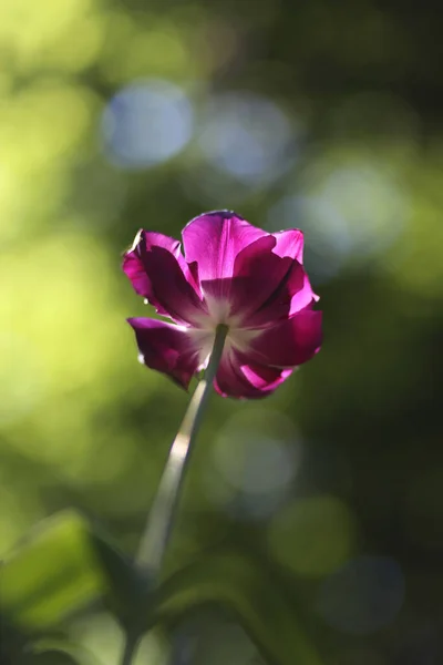 Όμορφη Τουλίπα Λουλούδι Στην Αφηρημένη Διάφορα Bokeh Φόντο Λειτουργία Μετάδοσης — Φωτογραφία Αρχείου