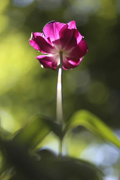 Hermosa Flor Tulipán Fondo Abstracto Varios Modos Bokeh Transmitiendo Sensación —  Fotos de Stock