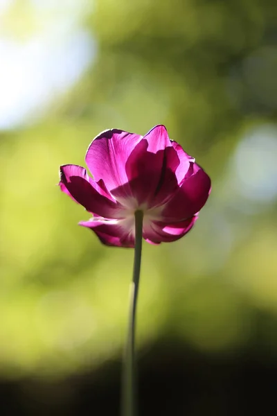 Schöne Tulpenblume Auf Den Abstrakten Verschiedenen Bokeh Modus Hintergrund Übertragen — Stockfoto