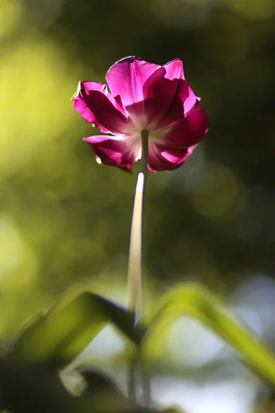 Κοντινό Πλάνο Της Άνθισης Όμορφα Λουλούδια Τουλίπα Άνοιξη Φυσικό Πράσινο — Φωτογραφία Αρχείου