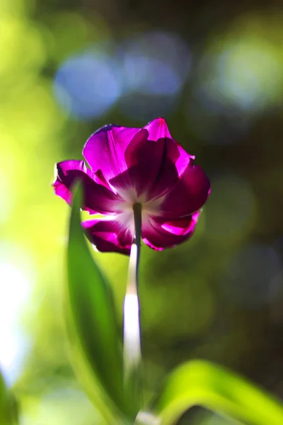 Schöne Tulpenblume Auf Den Abstrakten Verschiedenen Bokeh Modus Hintergrund Übertragen — Stockfoto