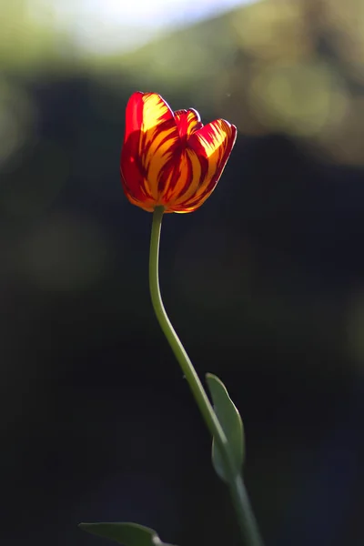 Zdjęcie Promiennego Zielonego Wiosennego Tła Tulipana Niska Głębokość Pola — Zdjęcie stockowe