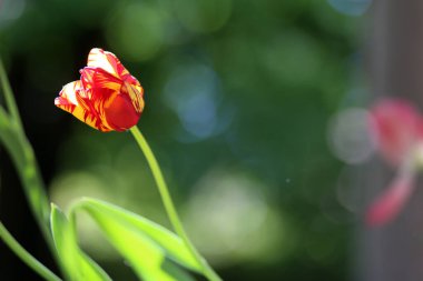 Soyut çeşitli bokeh modunda güzel lale çiçeği bahar duygusunu iletir