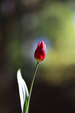 lalenin ışıl ışıl yeşil arka planının fotoğrafı. Alçak alan derinliği