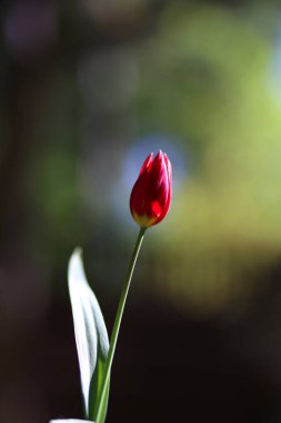 lalenin ışıl ışıl yeşil arka planının fotoğrafı. Alçak alan derinliği