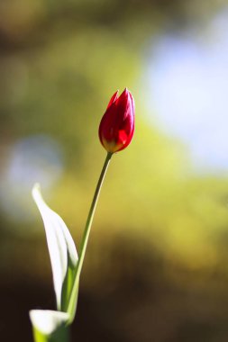 lalenin ışıl ışıl yeşil arka planının fotoğrafı. Alçak alan derinliği