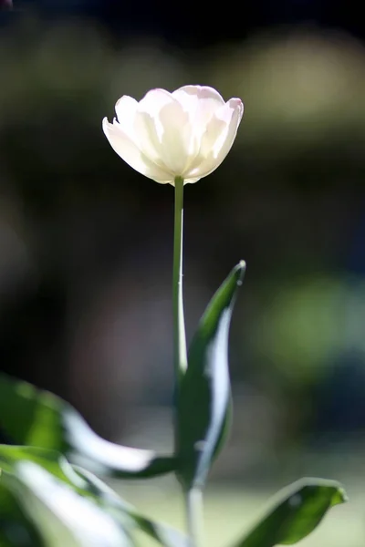 Fondo Primavera Verde Radiante Tulipán Ballena Bqackground Bokeh Para Concepto —  Fotos de Stock