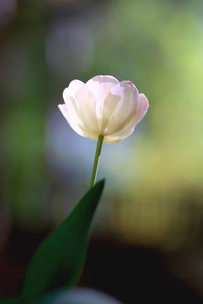 Strahlend Grünen Frühling Hintergrund Einer Weißen Tulpe Auf Bokeh Bqackground — Stockfoto