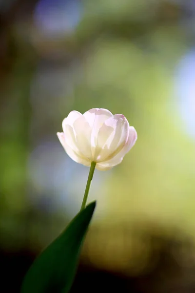 Strahlend Grünen Frühling Hintergrund Einer Weißen Tulpe Auf Bokeh Bqackground — Stockfoto