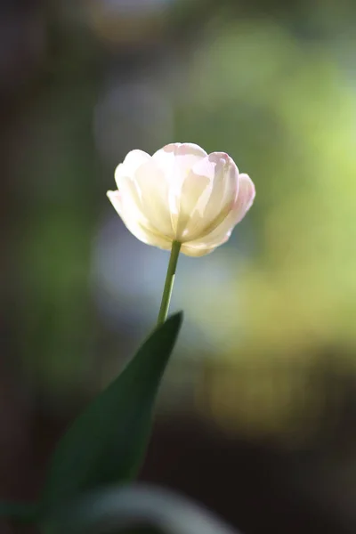 Radiant Fundal Primăvară Verde Unei Lalele Whte Bqackground Bokeh Pentru — Fotografie, imagine de stoc