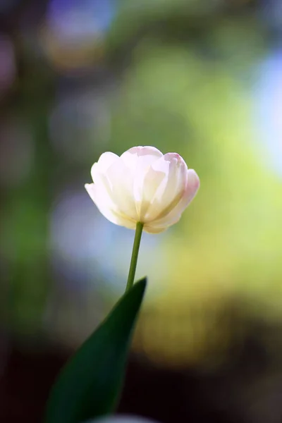 Лучезарный Зеленый Весенний Фон Белого Тюльпана Боке Бэкграунде Концепта — стоковое фото