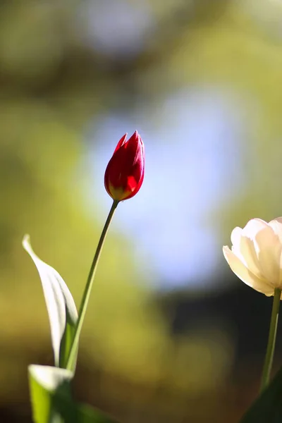 Foto Von Einem Strahlend Grünen Frühling Hintergrund Der Tulpe Geringe — Stockfoto