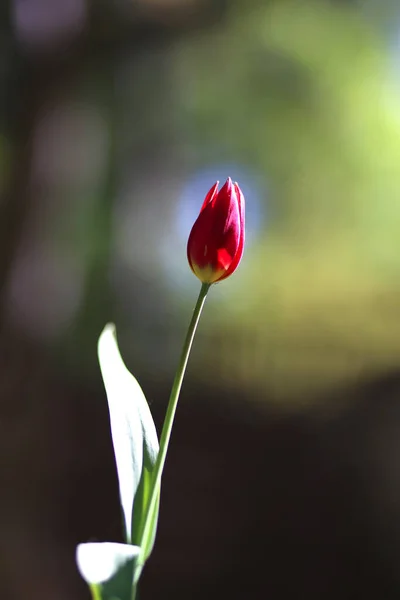 Foto Fondo Primavera Verde Radiante Tulipán Baja Profundidad Campo —  Fotos de Stock