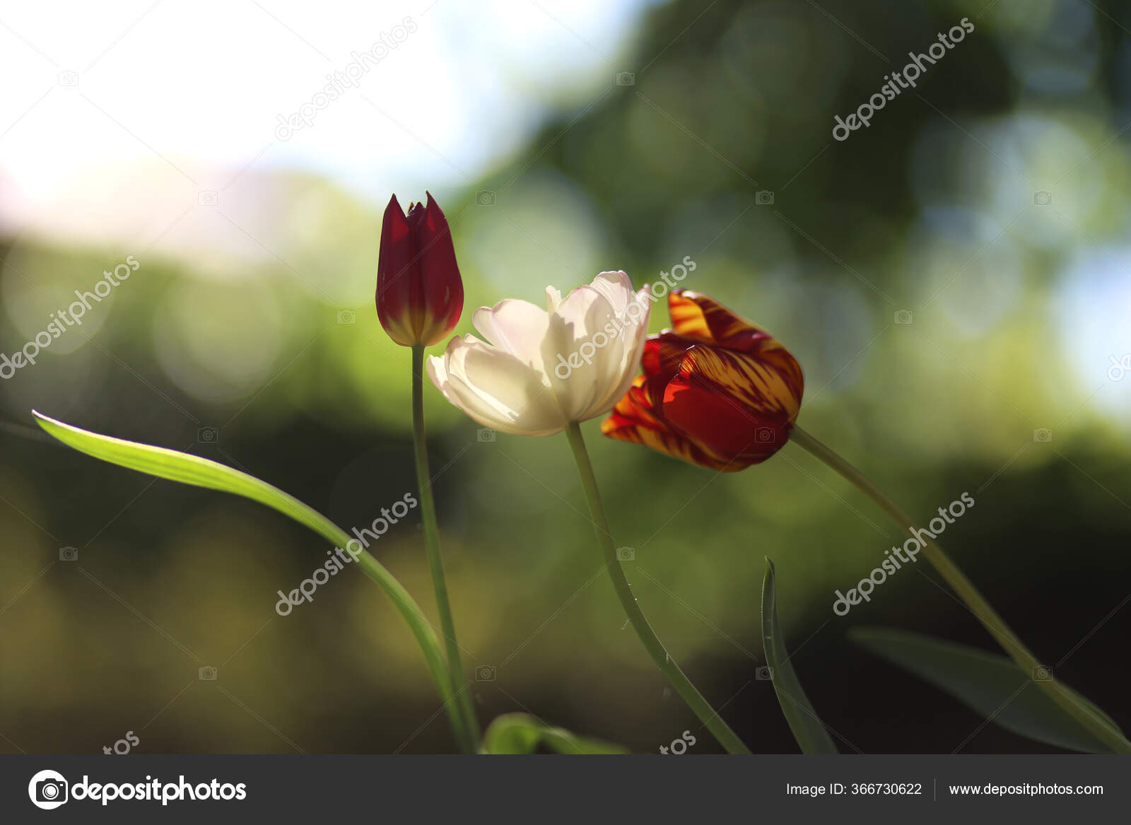 Close Florescer Belas Flores Tulipa Primavera Fundo Verde Natural fotos,  imagens de © accept001 #366730622