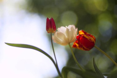 Çiçek açan güzel lale çiçeklerine yakın. İlkbaharda doğal yeşil arka planda.