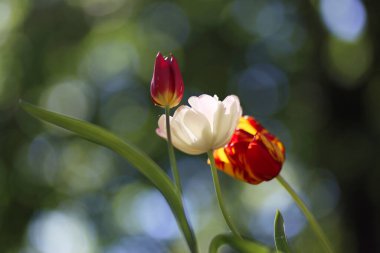 Çiçek açan güzel lale çiçeklerine yakın. İlkbaharda doğal yeşil arka planda.
