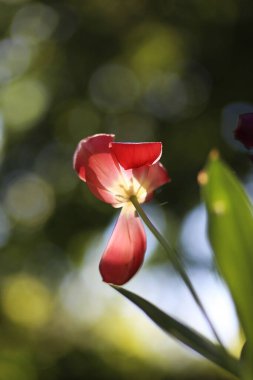 Çiçek açan güzel lale çiçeklerine yakın. İlkbaharda doğal yeşil arka planda.