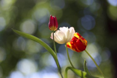 Çiçek açan güzel lale çiçeklerine yakın. İlkbaharda doğal yeşil arka planda.