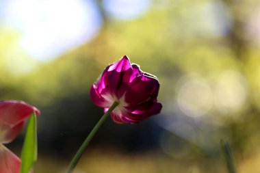 Çiçek açan güzel lale çiçeklerine yakın. İlkbaharda doğal yeşil arka planda.
