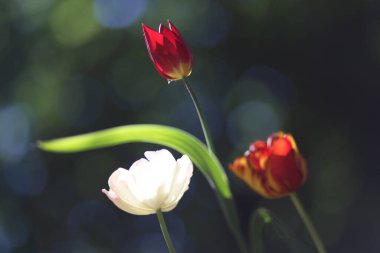 Çiçek açan güzel lale çiçeklerine yakın. İlkbaharda doğal yeşil arka planda.