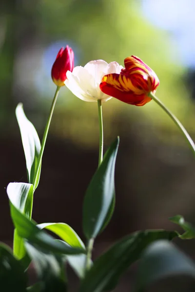 Primer Plano Floración Hermosas Flores Tulipán Primavera Sobre Fondo Verde —  Fotos de Stock