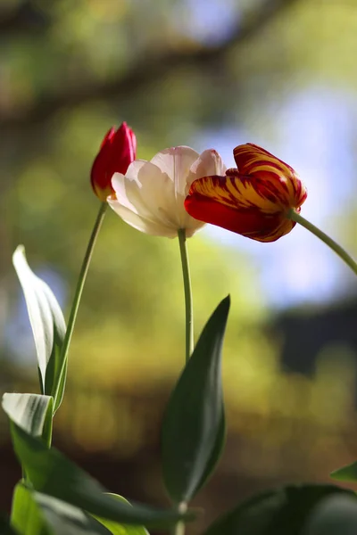 Primer Plano Floración Hermosas Flores Tulipán Primavera Sobre Fondo Verde —  Fotos de Stock